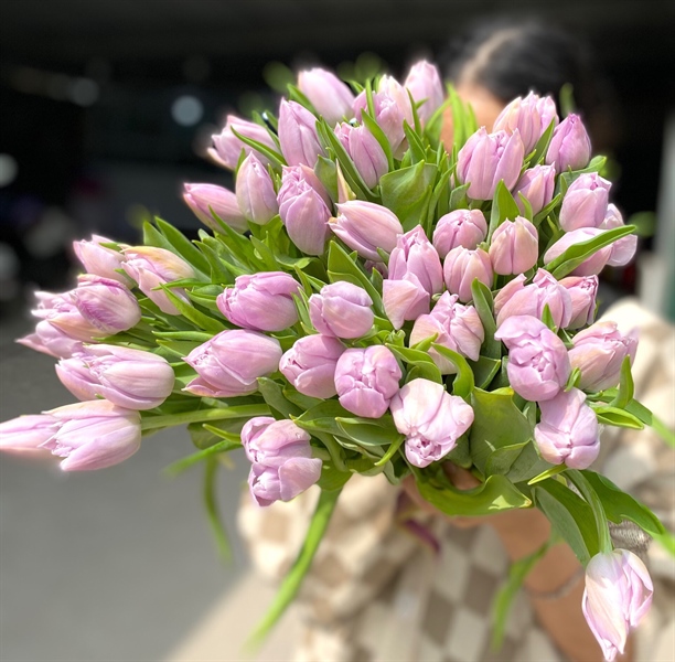 Tulip Double Katinka