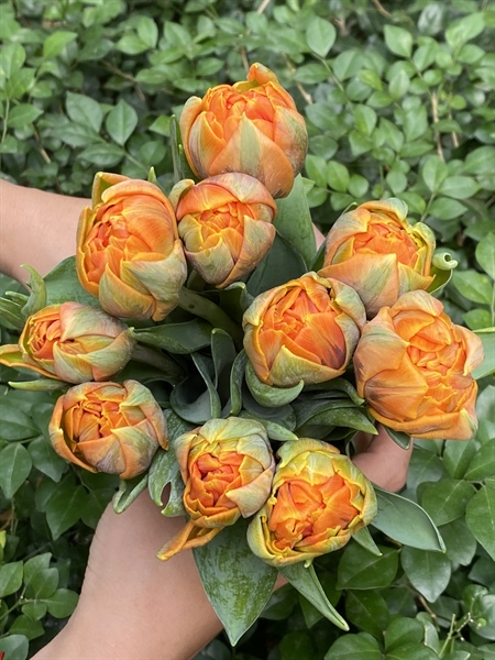 Tulip Double Orange